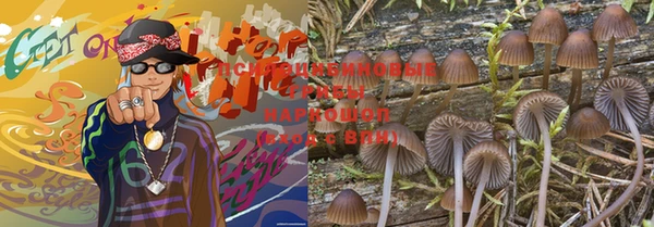 шишки Арсеньев