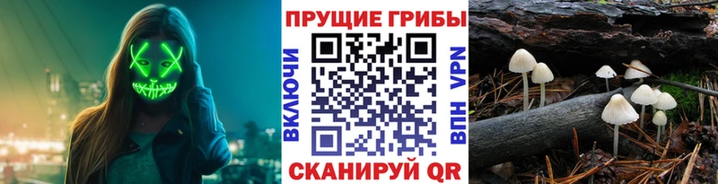Псилоцибиновые грибы ЛСД  где купить наркоту  MEGA ТОР  Стародуб 